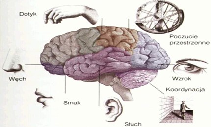 Ludzki mózg z ośrodkami zmysłów